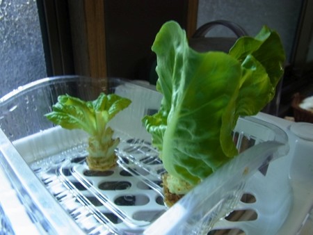 サラダ菜