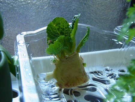 白菜