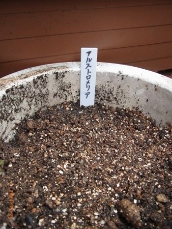アルストロメリアの鉢・拡大