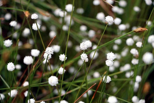 湿地に群生する白い小さな花シラタマホシクサ 写真共有サイト フォト蔵