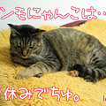 091112-【猫アニメ】きっちりアンモにゃんこ