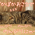 091116-【猫アニメ】おこたでのんびりにゃ～