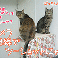 091130-【猫アニメ】カメラ目線でツーショットにゃ！