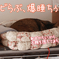 100204-【猫アニメ】見たにゃ？