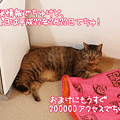100220-【猫アニメ】極秘情報にゃ！