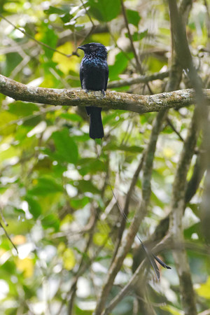 ヒメカザリオウチュウ(Lesser Racket-tailed Drongo) P1120279_Rs2