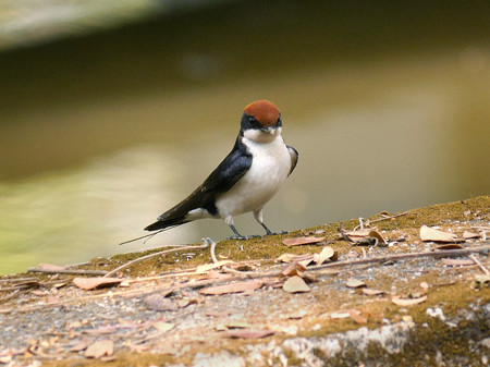 ハリオツバメ(Wire-tailed Swallow) P1170065_RS