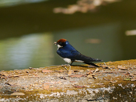 ハリオツバメ(Wire-tailed Swallow) P1160855_Rs