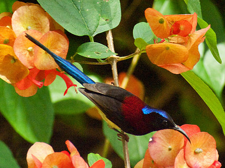 ムナグロタイヨウチョウ(Black-throated Sunbird) IMGP129259_R