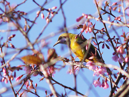 アカハラコノハドリ(Orange_bellied Leafbird) P1100891_R