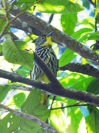タテフヒヨドリ(Striated Bulbul) P1110150_R