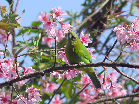 アオバネコノハドリ(Blue-winged Leafbird) P1120931_R
