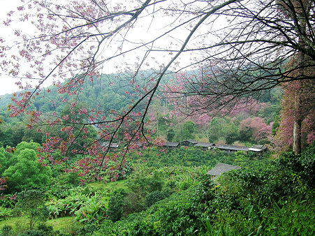 ドイプイの奥山のサクラ DSCN5468_R