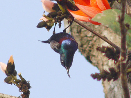 ムラサキタイヨウチョウ(Purple Sunbird) P1140829_R