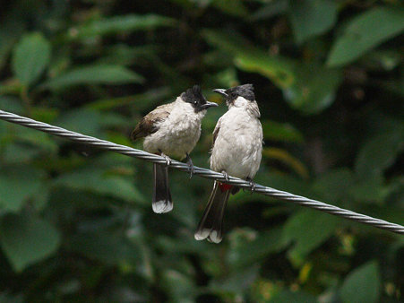 コシジロヒヨド(Sooty-headed Bulbul) P1040091_R