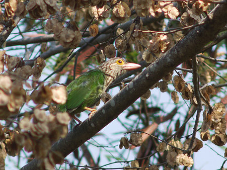 シロボシオオゴシキドリ(Lineated Barbet) P1030644_R