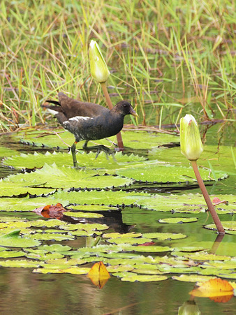Common Moorhen(バン) O2182654_R