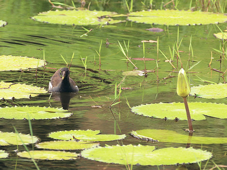 Common Moorhen(バン) O2182658_R