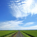 八郎潟 田園ストレート