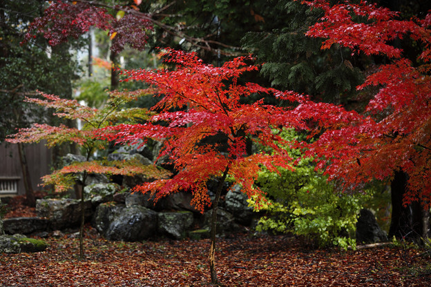 Photos: 鶏足寺04s