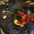 Photos: 永源寺03s