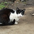 Photos: 白黒猫ちゃんは二匹います。避妊済み。