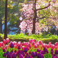 桜とチューリップ