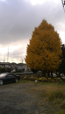境川 紅葉