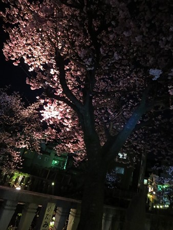 熱海の夜桜きれいでした。この時期なのにね。