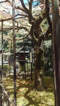 灯籠とこけ。
