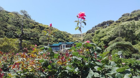 鎌倉文学館とバラ