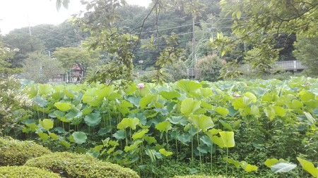 薬師池公園 ハス田2@町田
