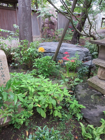 彼岸花@常泉寺