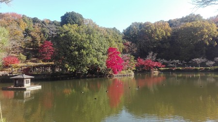鳥と紅葉@町田薬師池公園