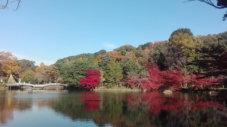 薬師池公園の奥からの眺め