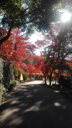 暖かな光@薬師池公園