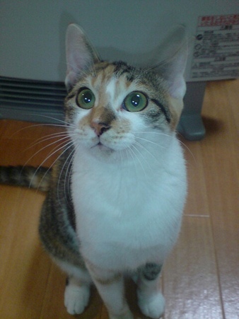 2009111202