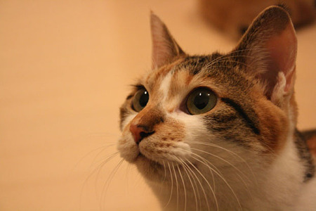 2010031102