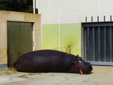 <b>福岡市動物園</b>の眠～い動物たち - て～げ～、て～げ～ なんくるなるさ <b>...</b>