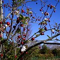 ひめ林檎の花の花言葉は 誘惑 写真共有サイト フォト蔵