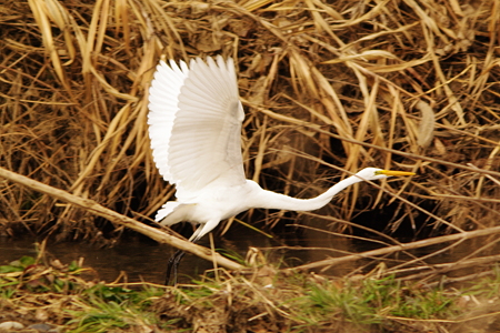 IMGP1355_s