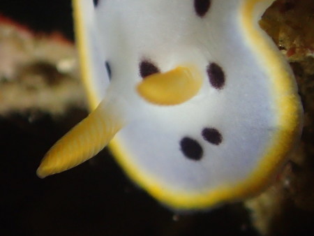 シロウミウシを撮っていたら、、、