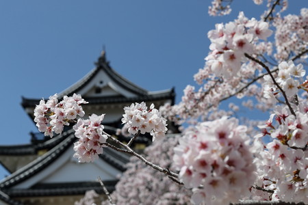 彦根城8