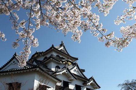 彦根城24
