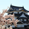 Photos: 彦根城桜5Ds13