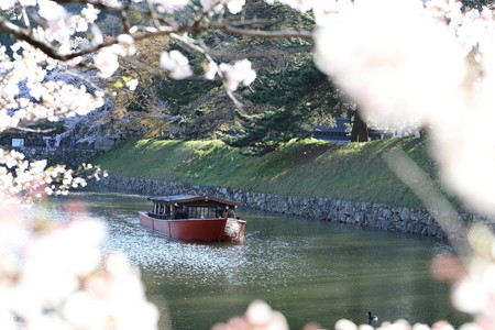 彦根城桜5Ds16