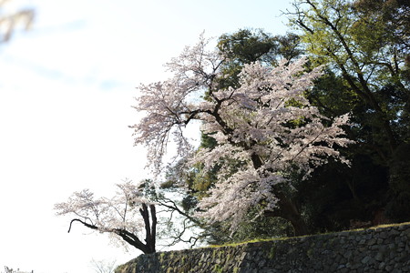 彦根城桜5Ds18