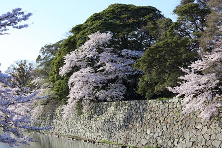 彦根城桜5Ds19