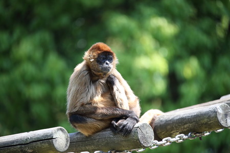 浜松市動物園2