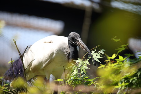 浜松市動物園7
